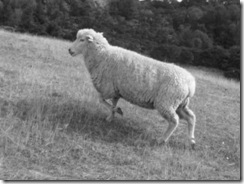 black and white sheep