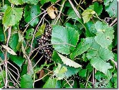 wild grapes