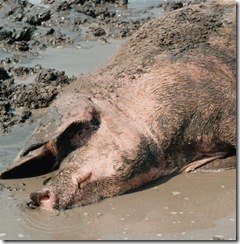 muddy pig
