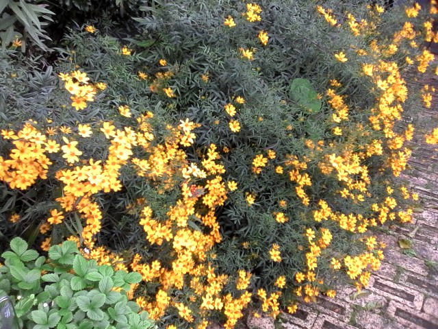 marmsky devotions July 2016 (14)