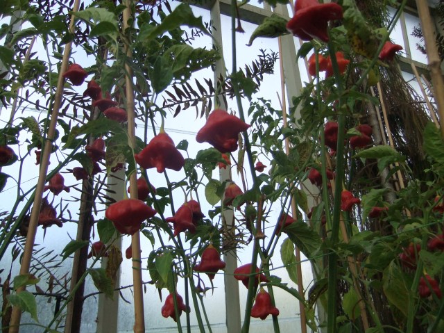 marmsky devotions pics January 2017 (26)