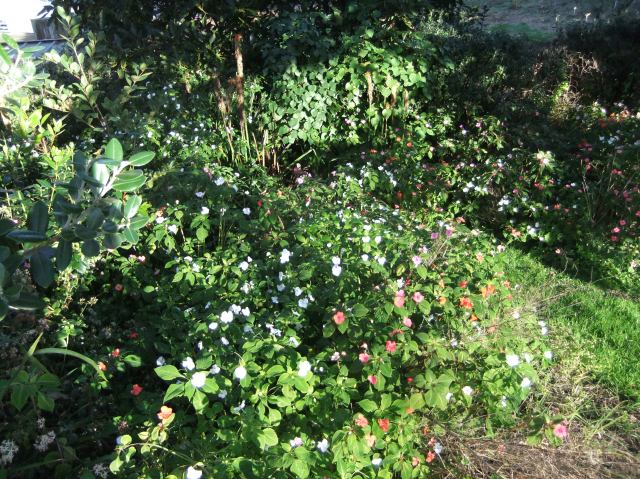 marmsky devotions pics November 2016 (9)