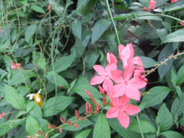 marmsky devotions pics February 2017 (1)