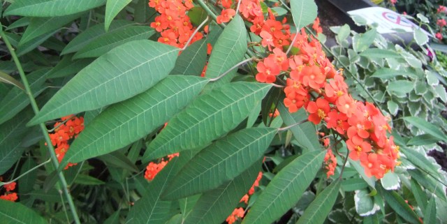 marmsky devotions pics February 2017 (2)