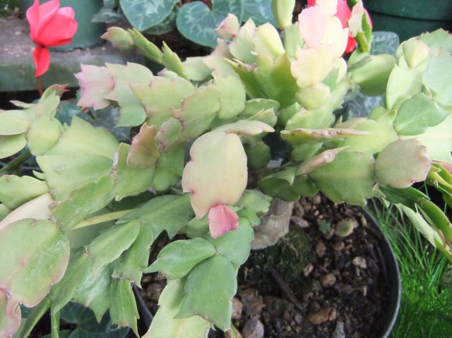 marmsky-devotions-pics-february-2017-25