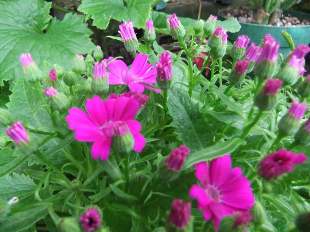 marmsky-devotions-pics-february-2017-27