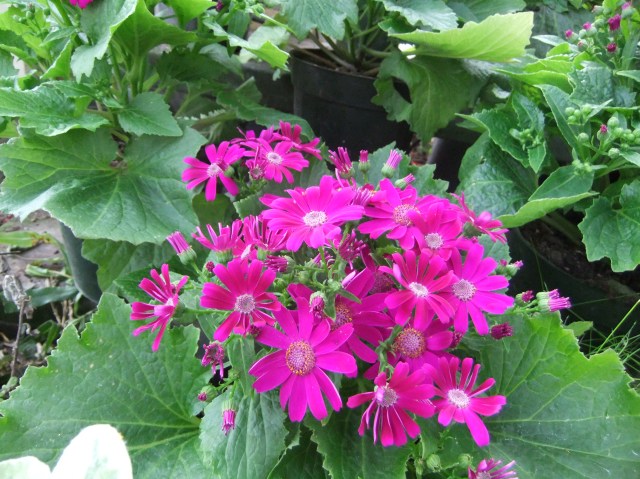 marmsky-devotions-pics-february-2017-28