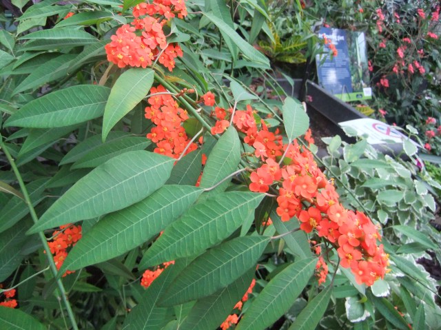 marmsky devotions pics February 2017 (3)