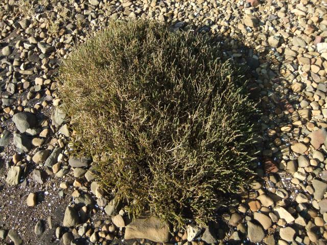 marmsky devotions pics November 2016 (28)