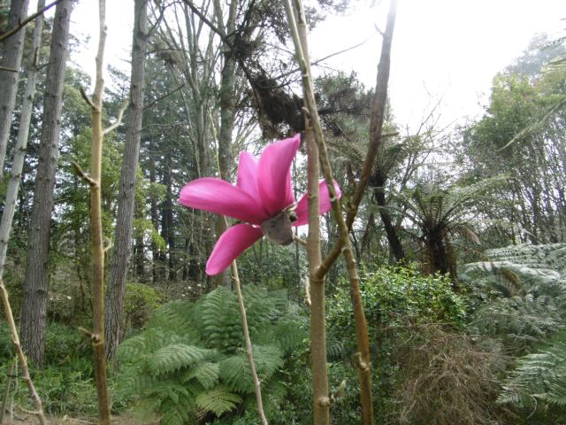 marmsky devotions pics (of Hamilton NZ) August 2017 (10)