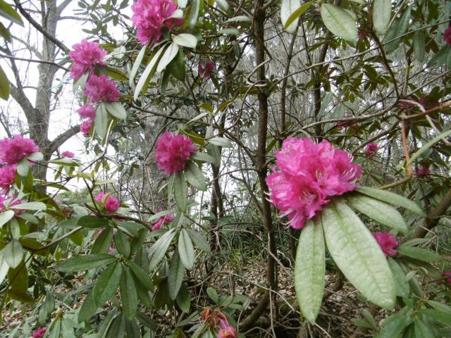 marmsky devotions pics (of Hamilton NZ) August 2017 (11)