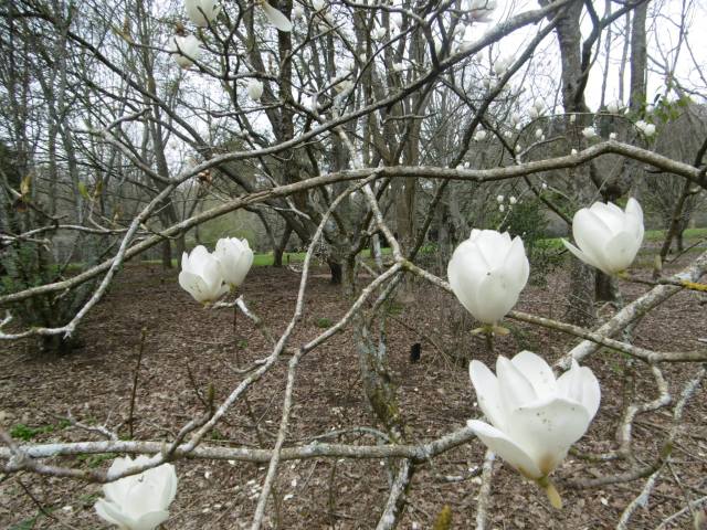 marmsky devotions pics (of Hamilton NZ) August 2017 (19)