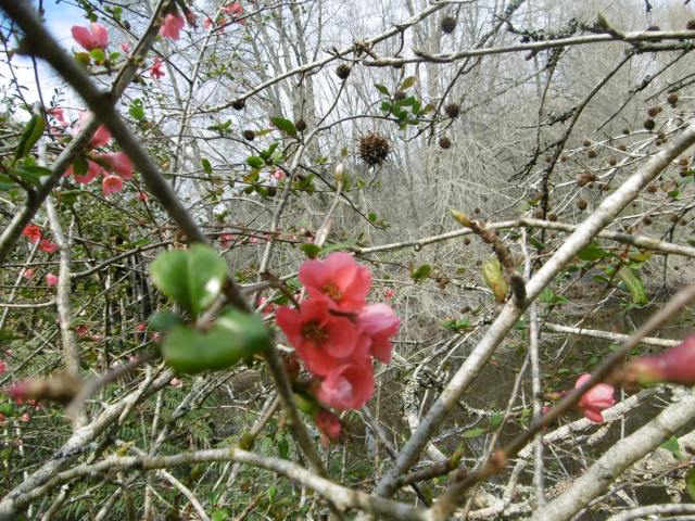 marmsky devotions pics (of Hamilton NZ) August 2017 (22)