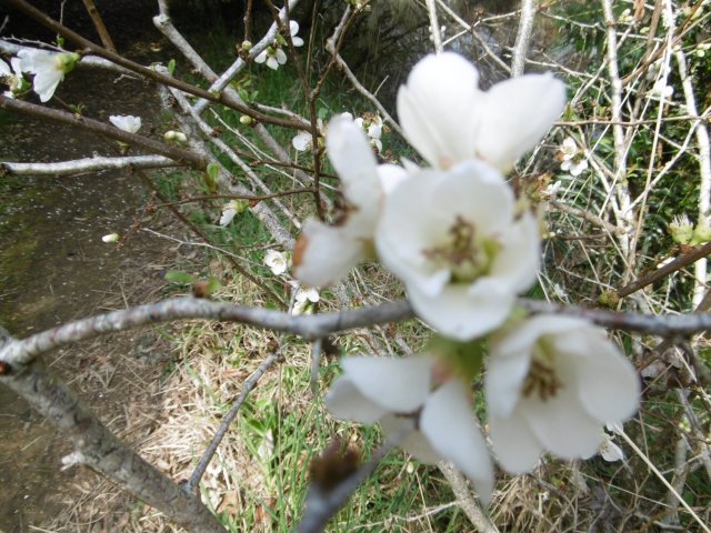 marmsky devotions pics (of Hamilton NZ) August 2017 (25)