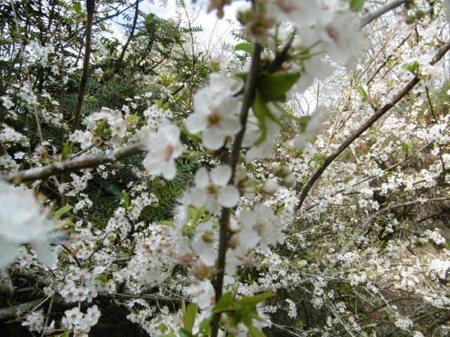 marmsky devotions pics (of Hamilton NZ) August 2017 (26)