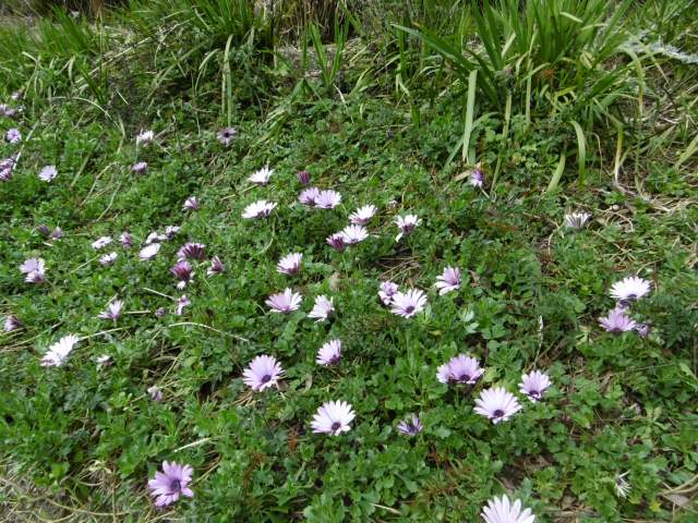 marmsky-devotions-pics-of-hamilton-nz-august-2017-3