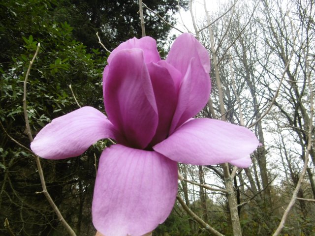 marmsky devotions pics (of Hamilton NZ) August 2017 (30)