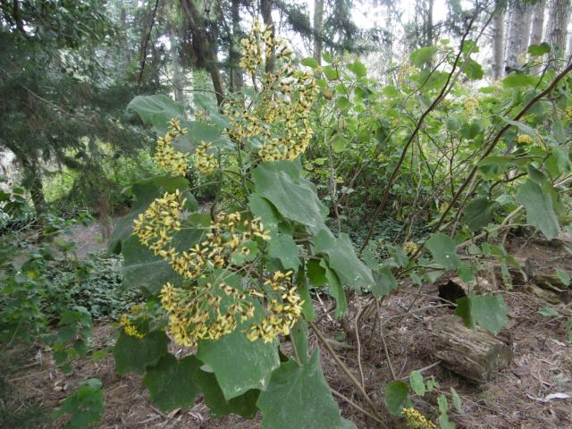 marmsky devotions pics (of Hamilton NZ) August 2017 (8)