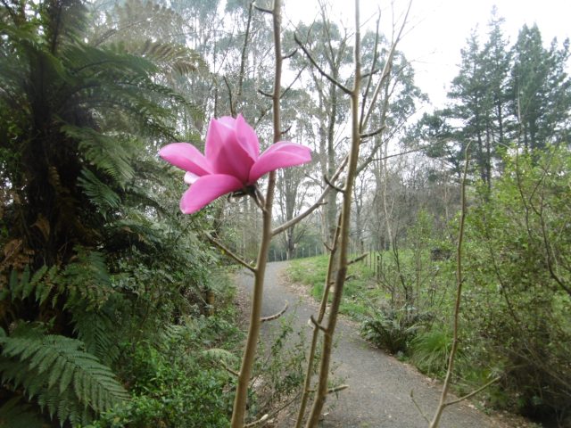 marmsky devotions pics (of Hamilton NZ) August 2017 (9)