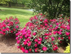 marmsky December 2017 (3)