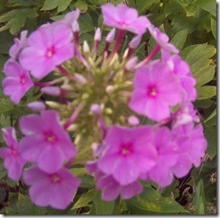 marmsky December 2017 (4)