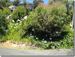 marmsky devotions pics November 2017 (21)