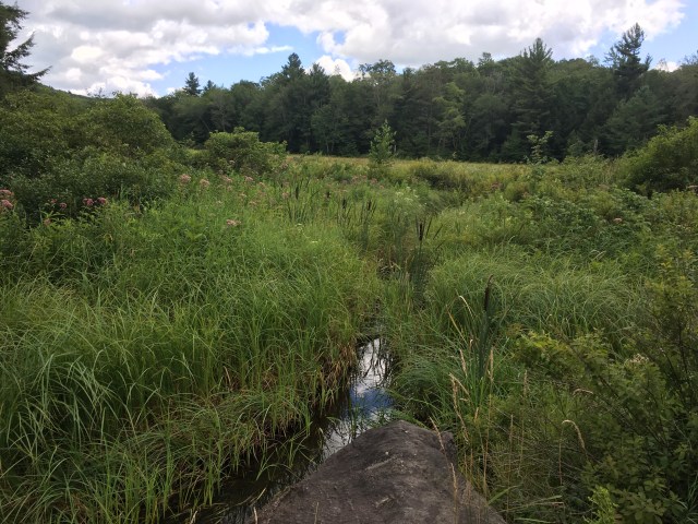 marmsky January 2018 (4)