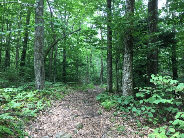 marmsky January 2018 (13)