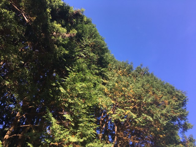 marmsky June 2018 (20)