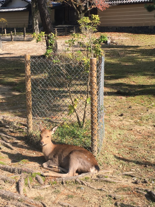 marmsky June 2018 (3)