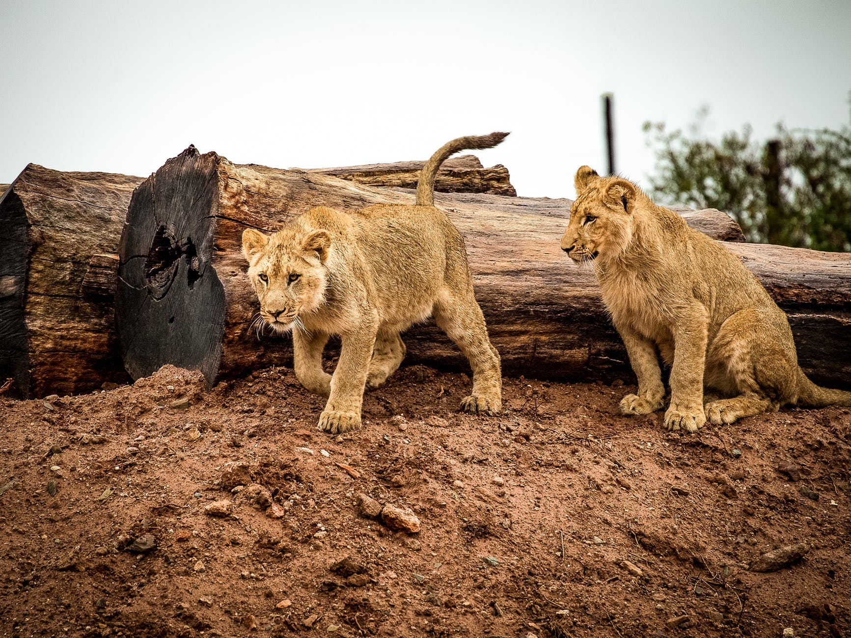 lioness beside wood trunk during daytime
