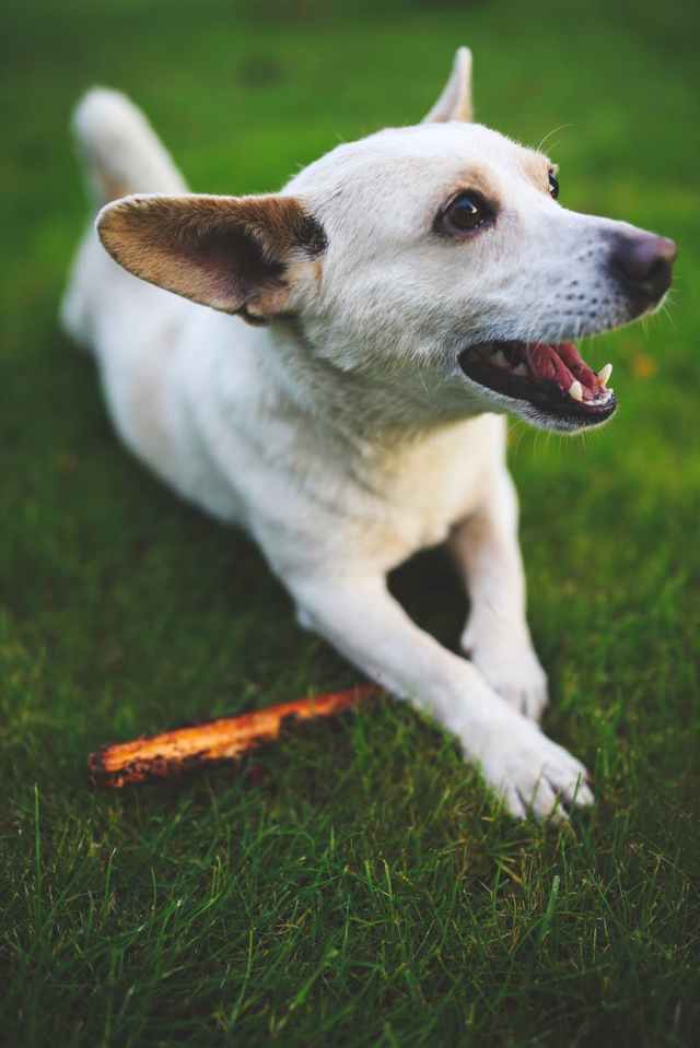 white dog with stick