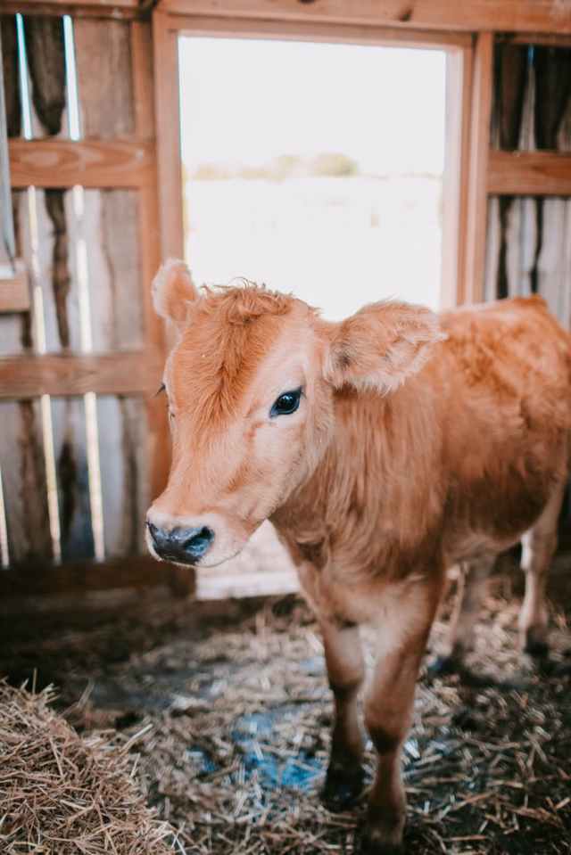 brown calf inside barn