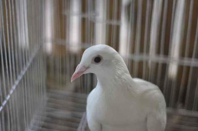 portrait of white pigeon