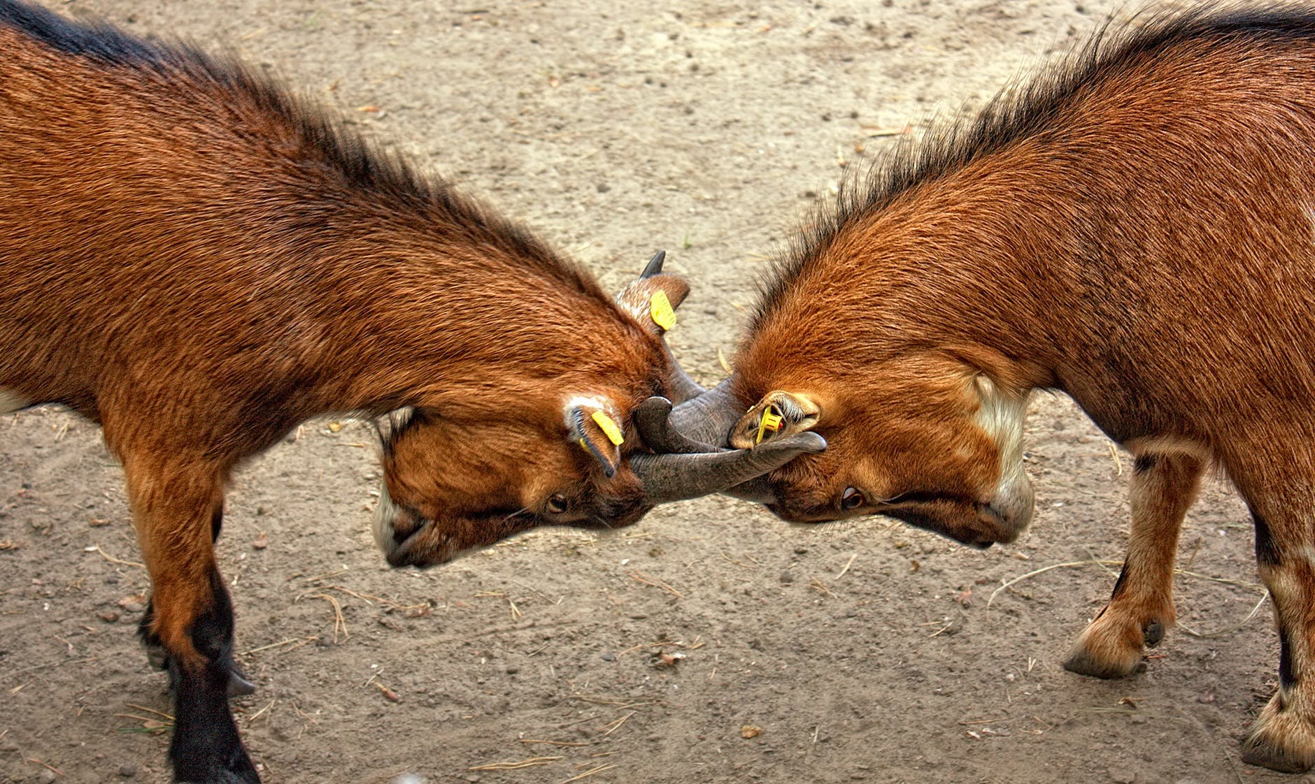goats-animal-bock-billy-goat-67280.jpeg