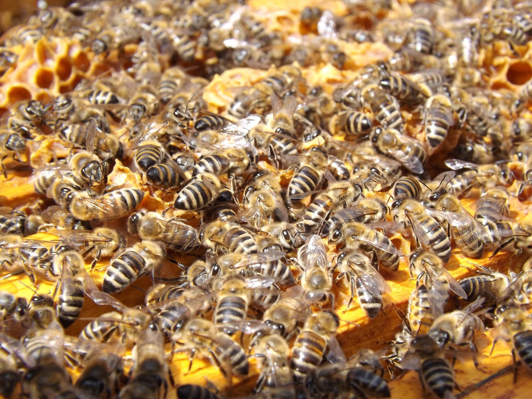 swarm insects bees honey