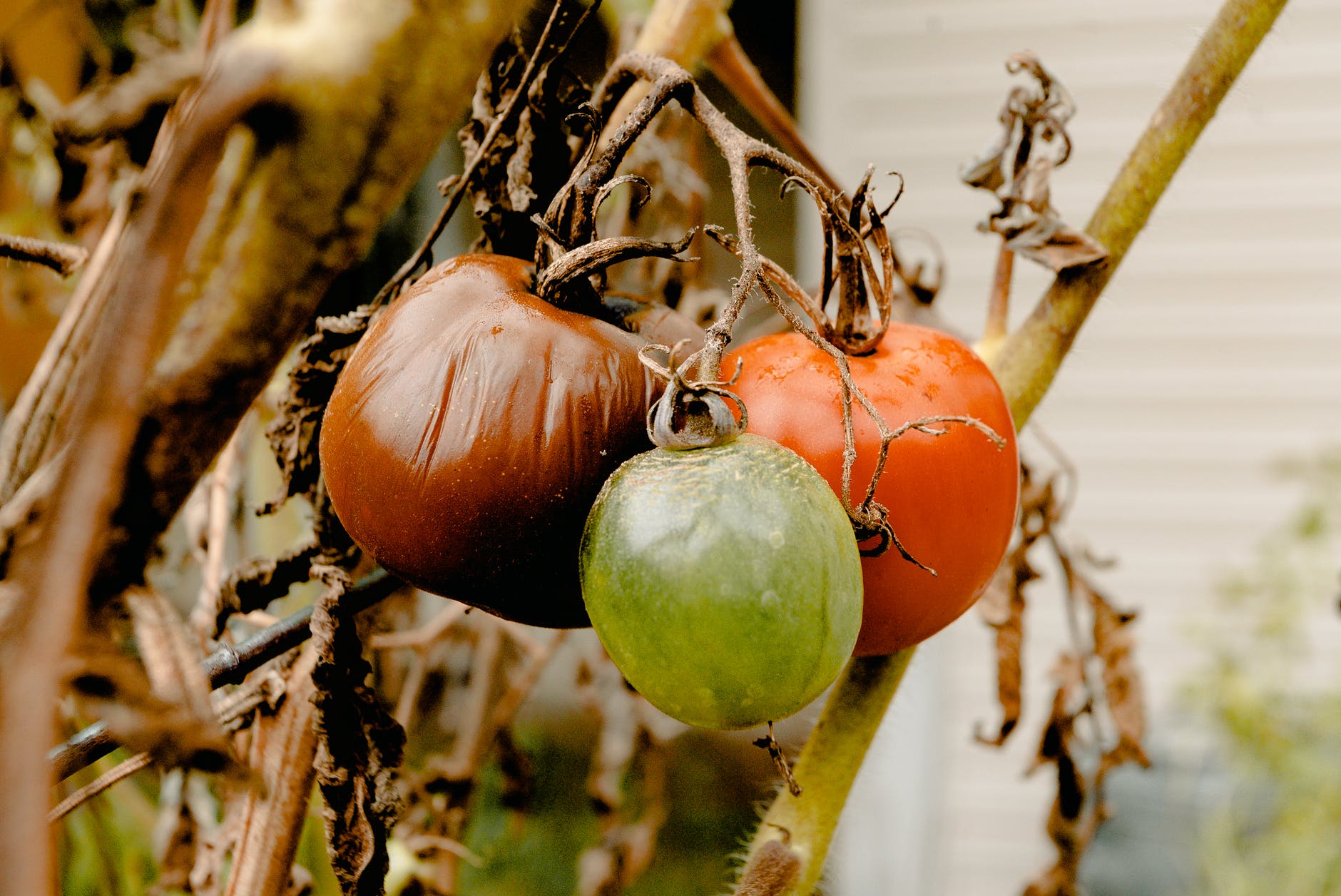 bunch of rotten tomatoes