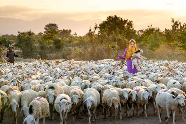 photo of woman holding lamb