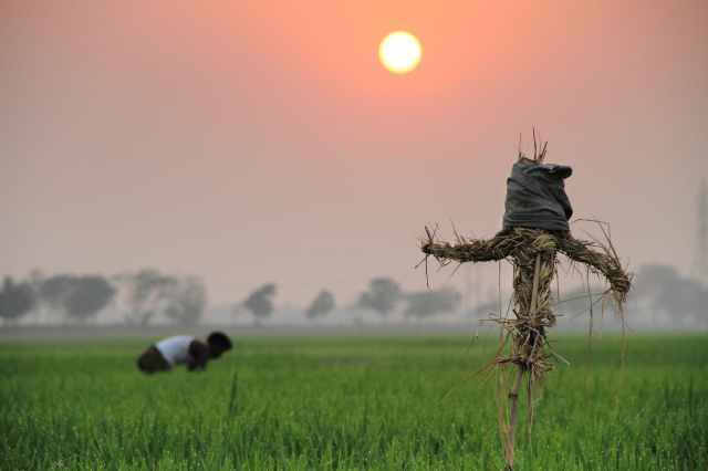 man planting on field
