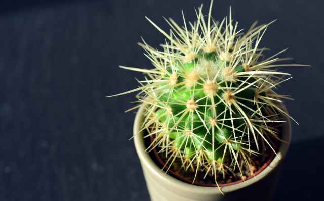 cactus close up decoration exotic