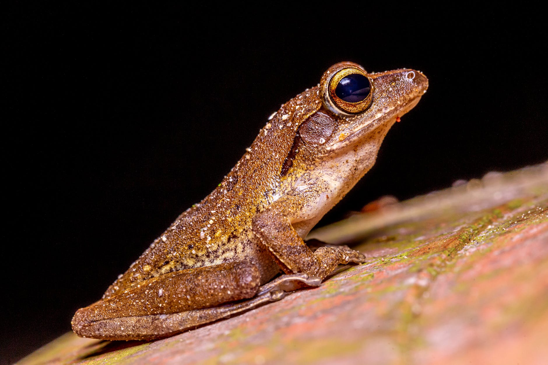 photo of brown frog on green moss