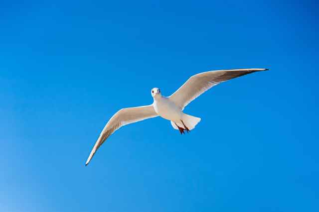 white gull flying under blue sky