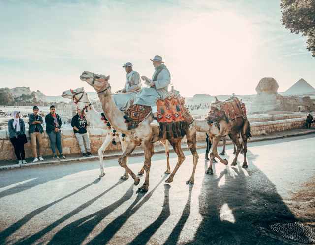 people riding on camels on road