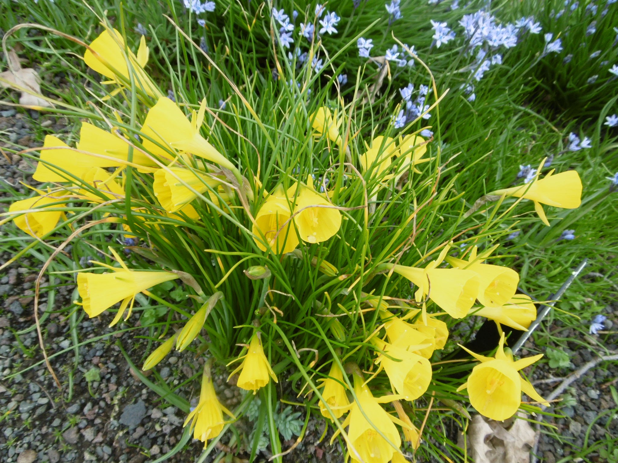auckland-botanic-gardens-20160926-69