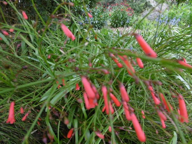 auckland-botanic-gardens-20160926-74