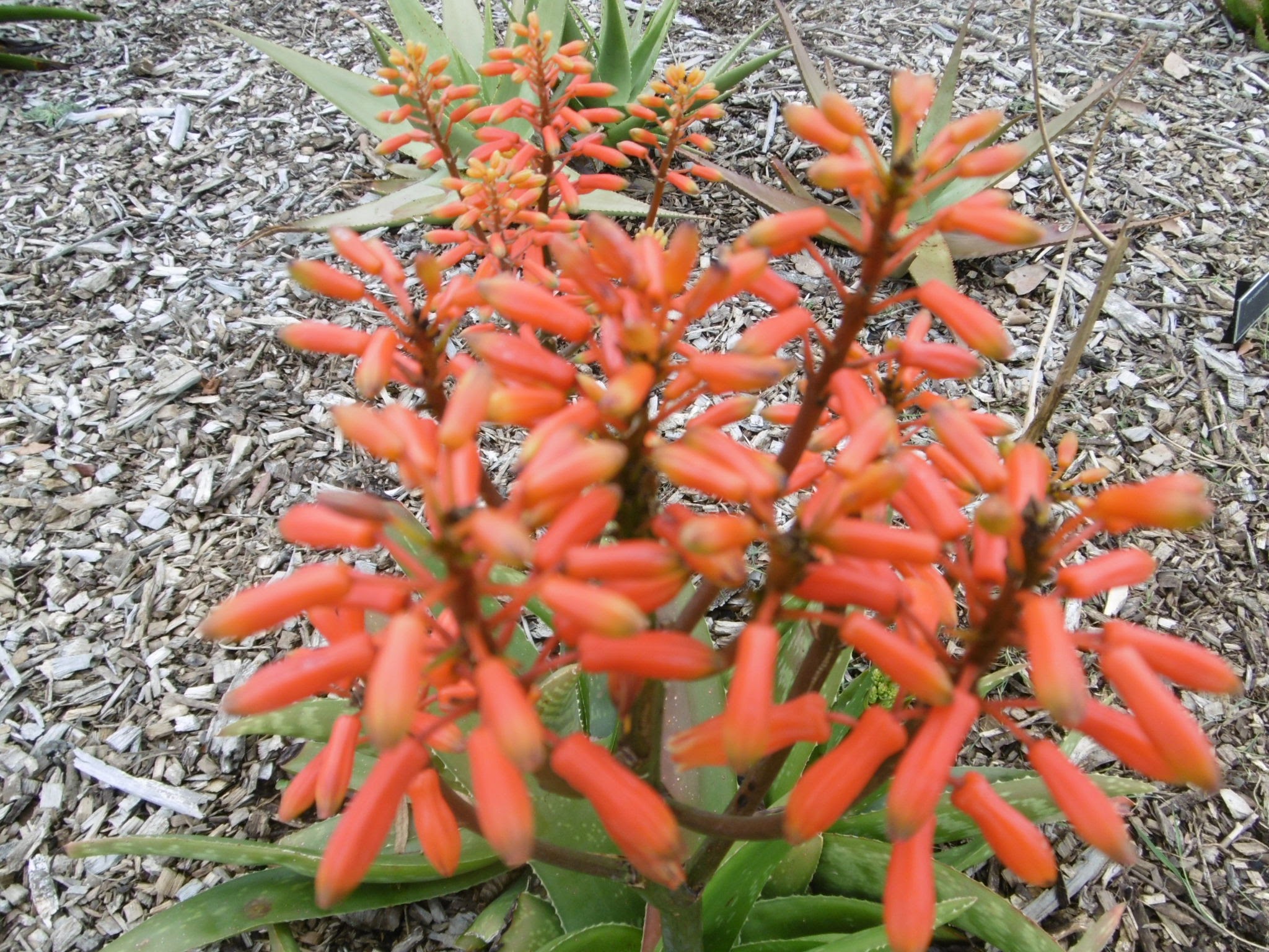 auckland-botanic-gardens-20160926-76