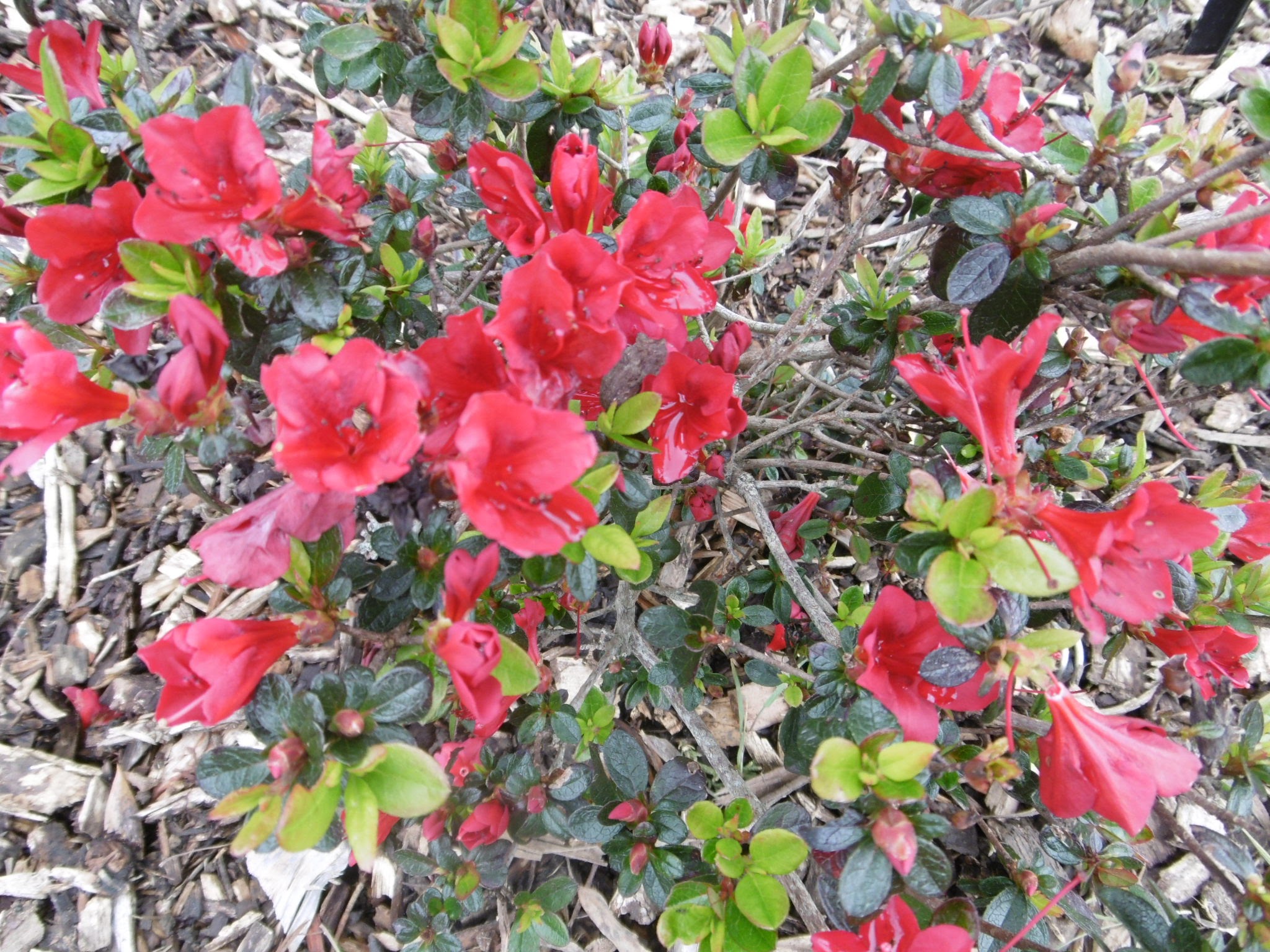 auckland-botanic-gardens-20160926-77