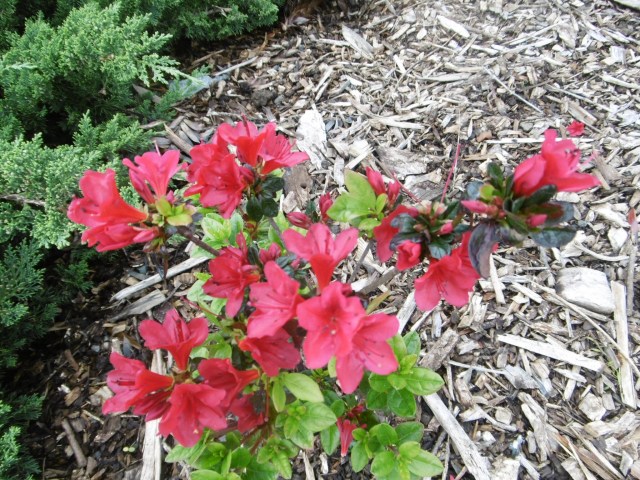 auckland-botanic-gardens-20160926-78