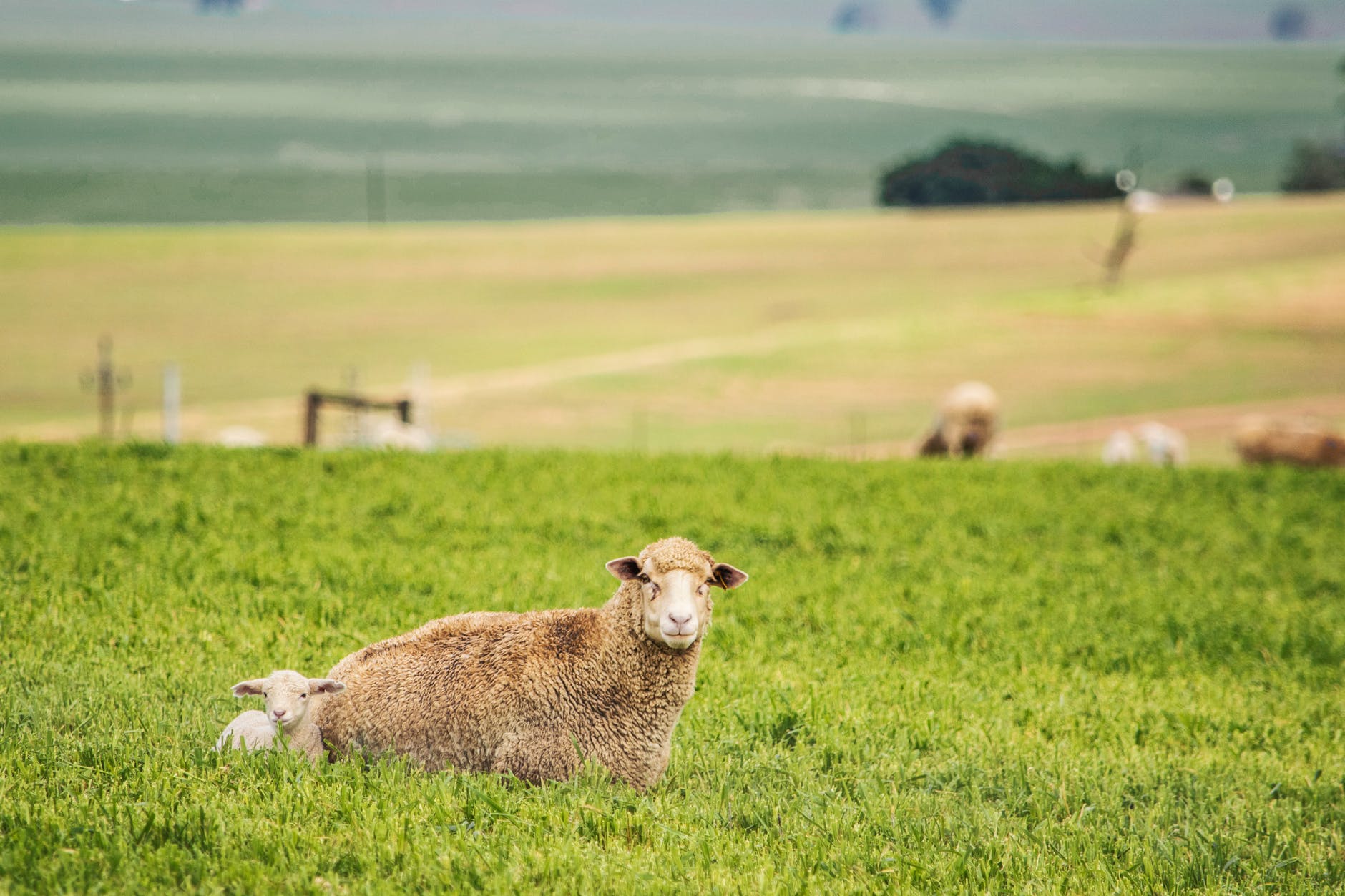 sheep and lamb lying on grass