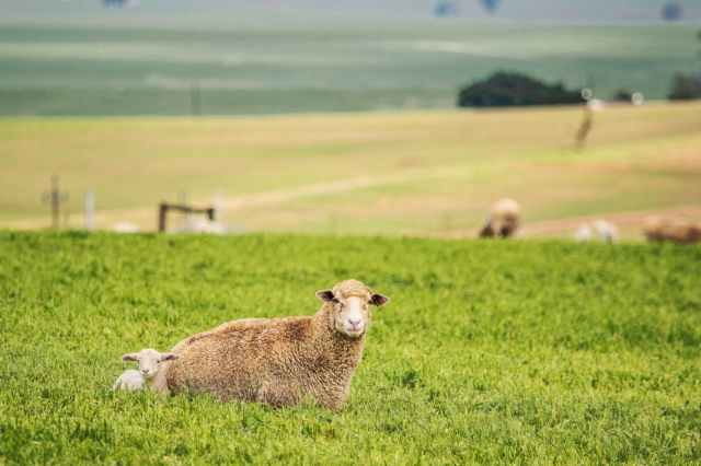 sheep and lamb lying on grass